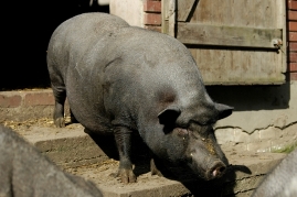 Bild von einem Hängebauchschwein.