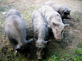 Bild von 4 Schweinen.