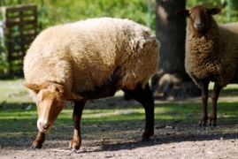 Bild von Dolly