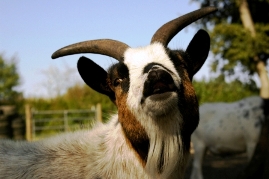 Bild von Iris.