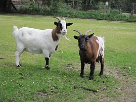 Rosa und Lena