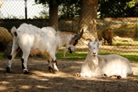 Bild von Mirko und Baerli.