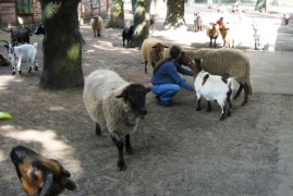 Bild von unseren Ziegen und Schafe.
