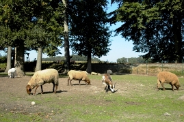 Bild von Ziegen und Schafe auf Weide.