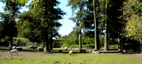 Bild von unseren Ziegen und Schafe.