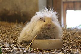 Meerschweinchen am Trog