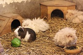 Meerschweinchen